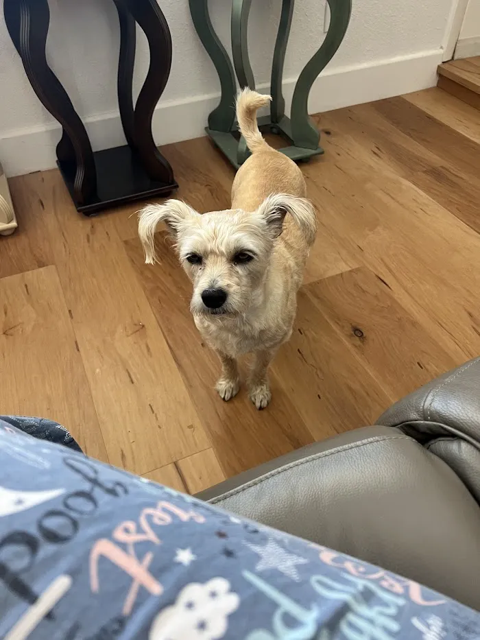 Ocotillo Animal Clinic & Pet Resort 10