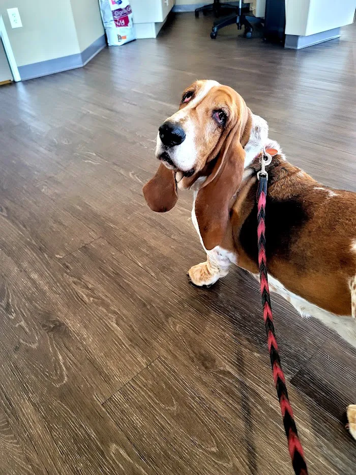 Copper Mountain Animal Hospital 5