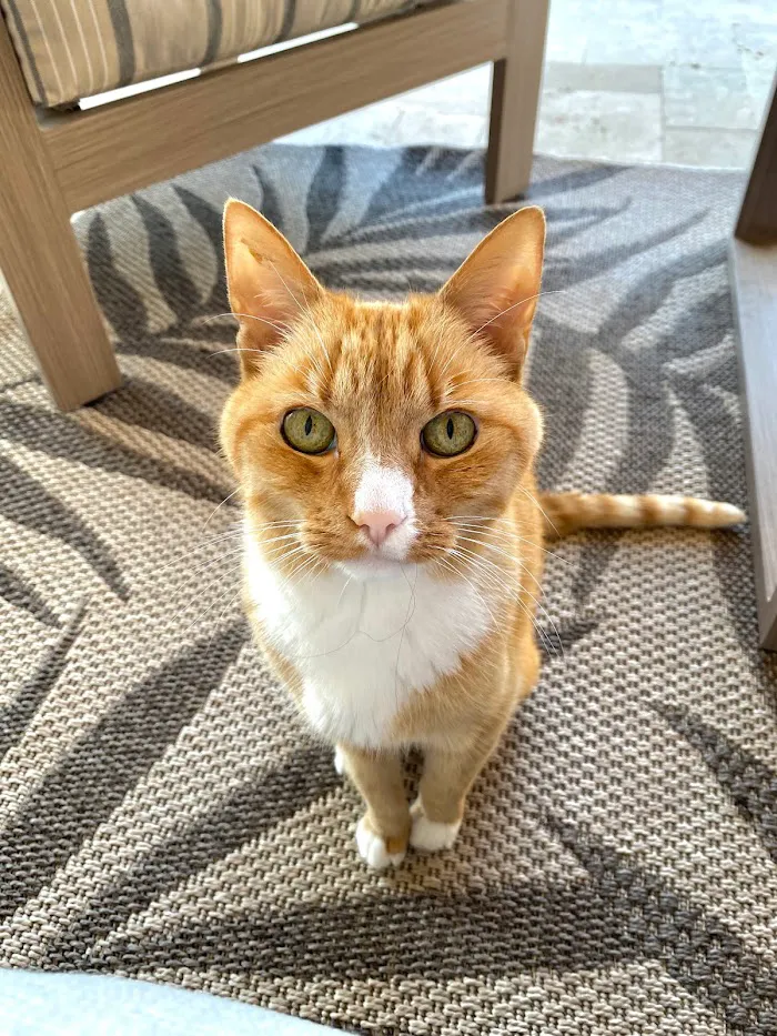 Copper Mountain Animal Hospital 7