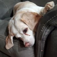 Copper Mountain Animal Hospital ico