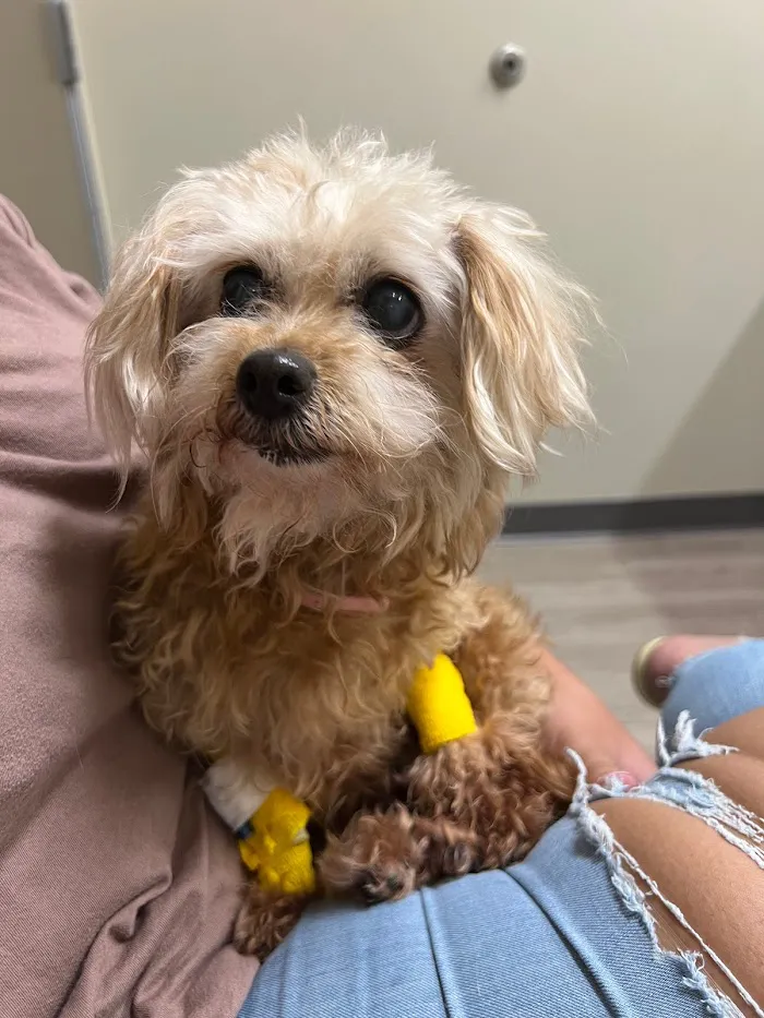 Copper Mountain Animal Hospital 8