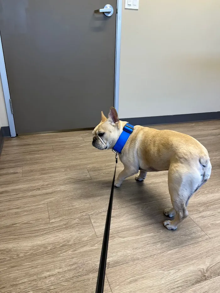 Copper Mountain Animal Hospital 2
