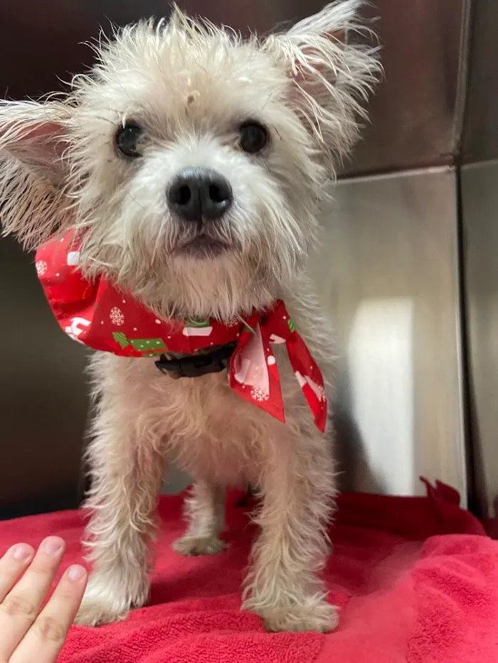 Dignity Veterinary Hospital and Mobile Services 7