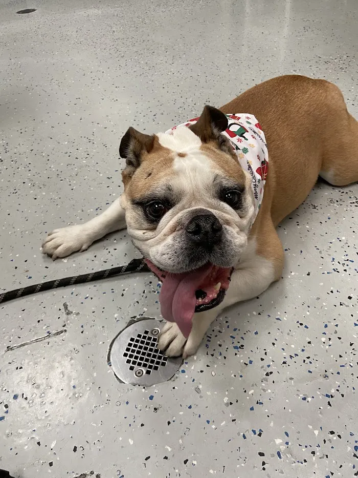 Dignity Veterinary Hospital and Mobile Services 1