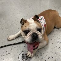 Dignity Veterinary Hospital and Mobile Services ico