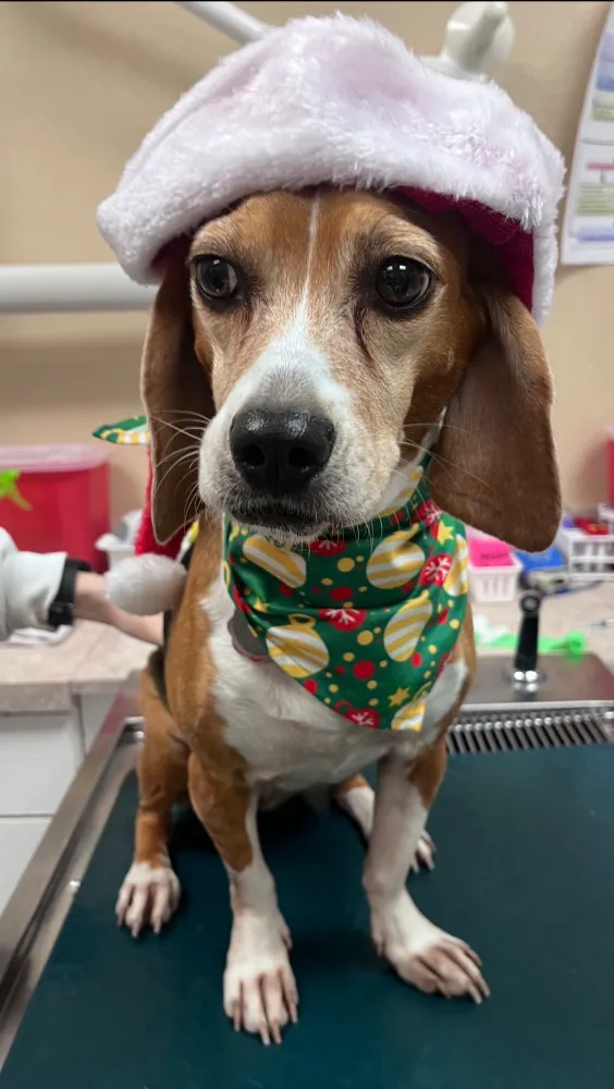Dignity Veterinary Hospital and Mobile Services 5