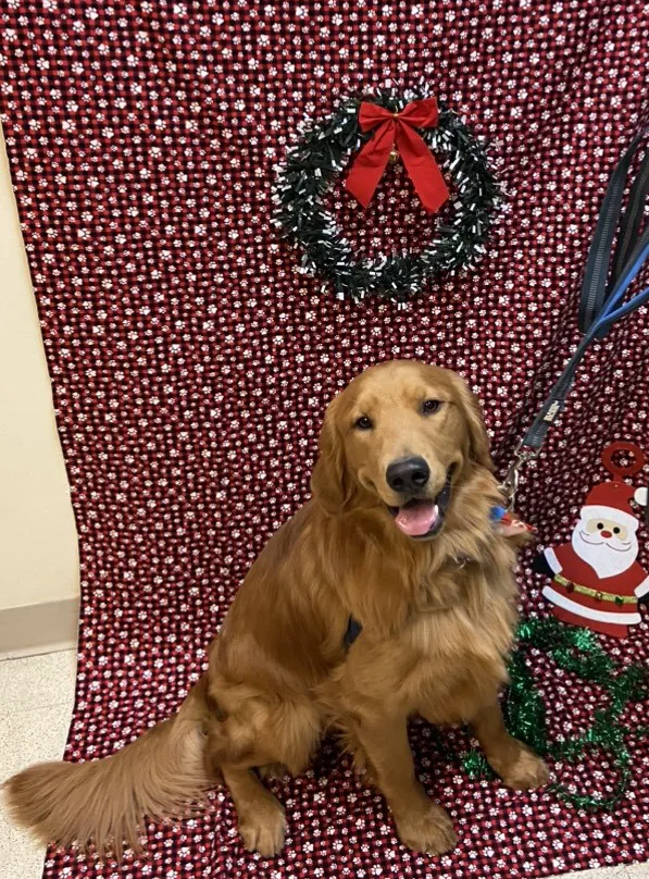 Dignity Veterinary Hospital and Mobile Services 4
