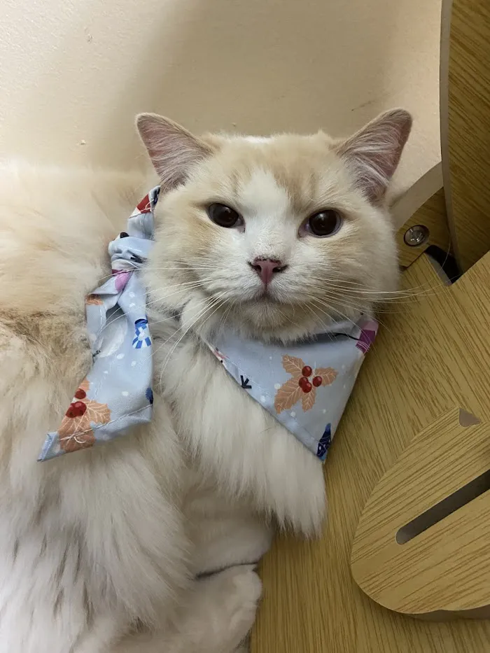 Dignity Veterinary Hospital and Mobile Services 3