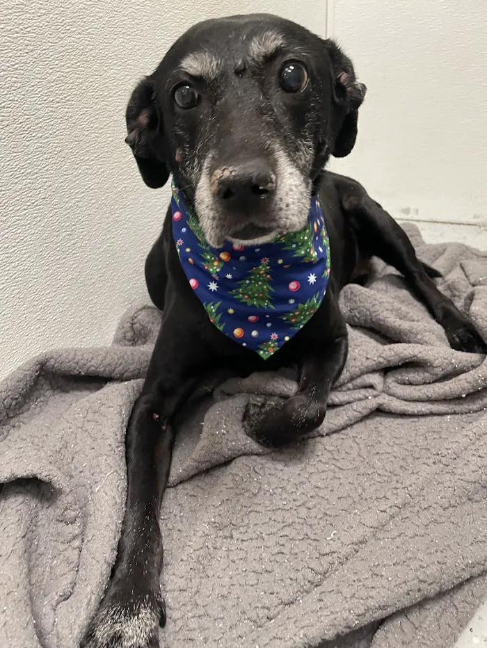 Dignity Veterinary Hospital and Mobile Services 8