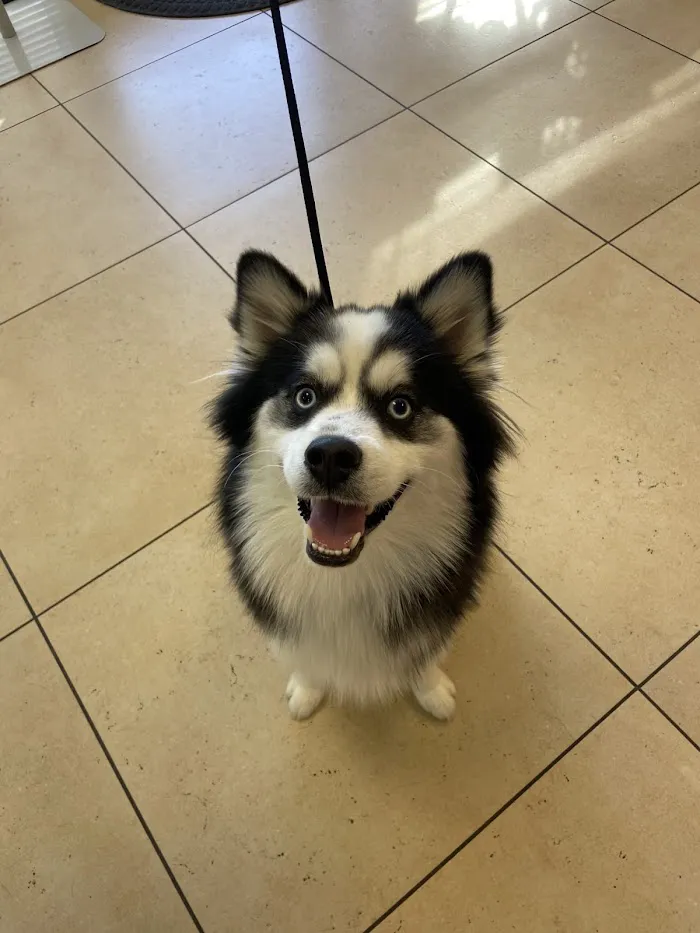 Dignity Veterinary Hospital and Mobile Services 6