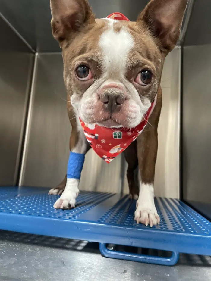 Dignity Veterinary Hospital and Mobile Services 9