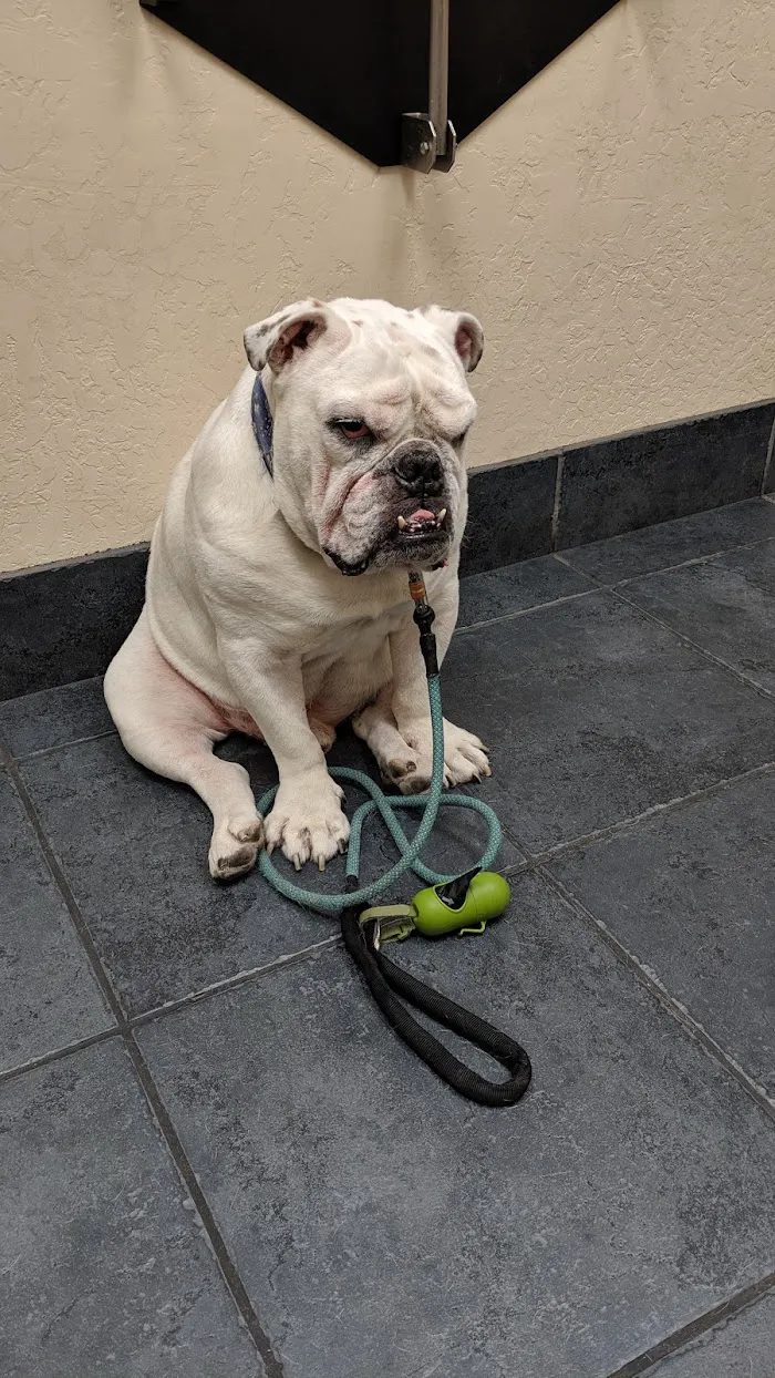 Foothills Animal Hospital 12
