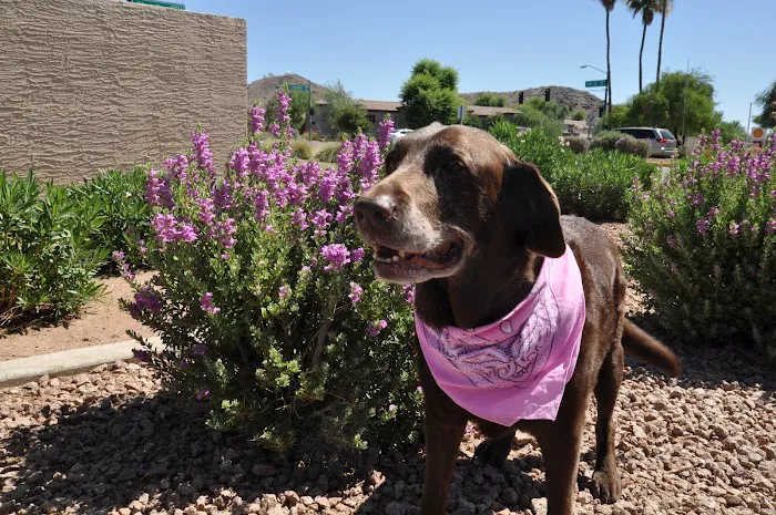 Foothills Animal Hospital 12