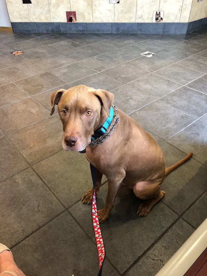 Foothills Animal Hospital 12