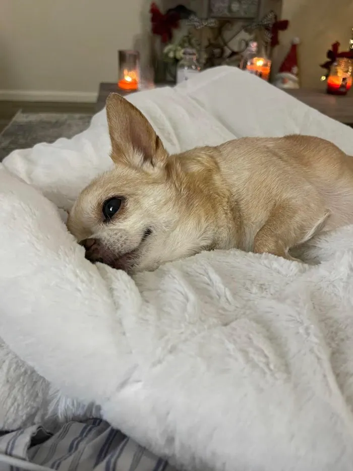 Foothills Animal Hospital 12