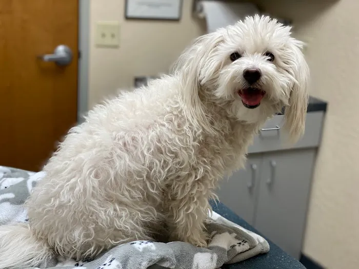 Foothills Animal Hospital 12
