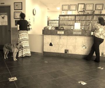 Foothills Animal Hospital