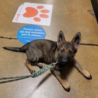 Banfield Pet Hospital ico