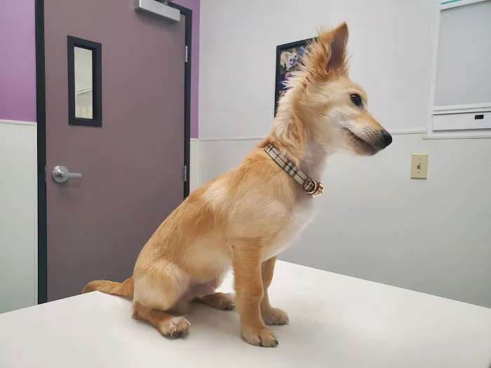 Family VetCare of Phoenix 12