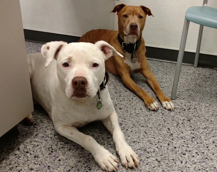 Family VetCare of Phoenix 12