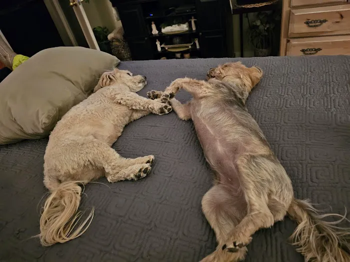 El Dorado Animal Hospital 3