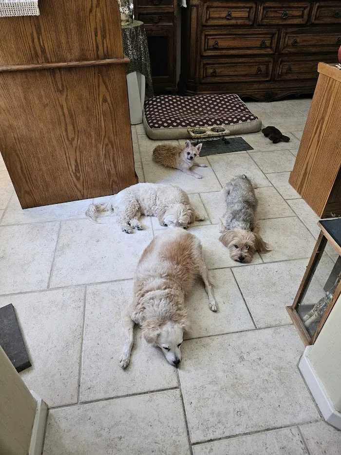 El Dorado Animal Hospital 9