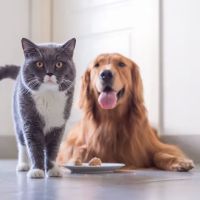 The ANIC @ Animal Medical & Surgical Center ico