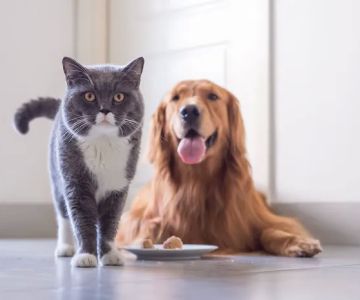 The ANIC @ Animal Medical & Surgical Center
