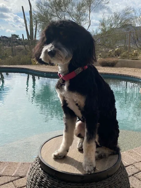 Desert Hills Animal Clinic 10