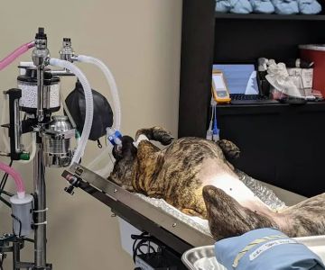 SNiP Vet - Spay Neuter in Phoenix