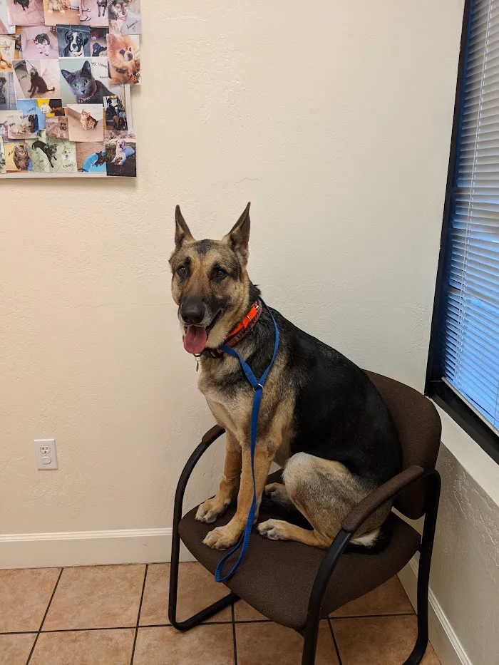 Dynamite Creek Animal Hospital 1