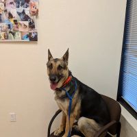 Dynamite Creek Animal Hospital ico