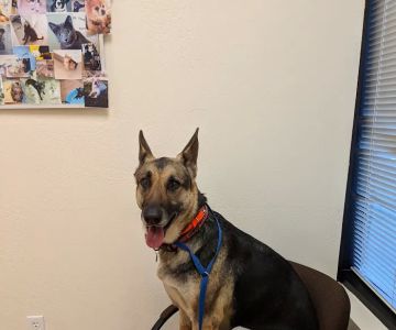Dynamite Creek Animal Hospital