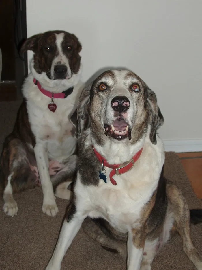 Dynamite Creek Animal Hospital 7