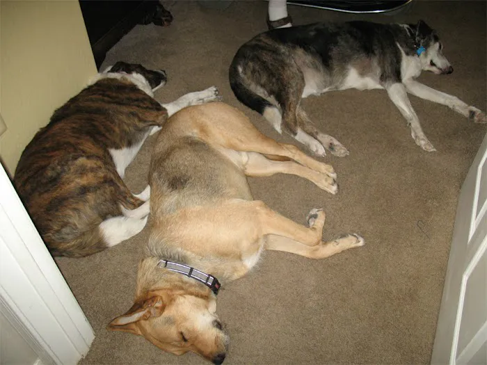 Dynamite Creek Animal Hospital 3