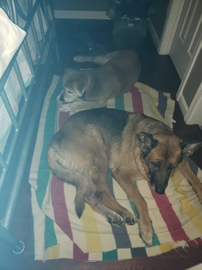 Dynamite Creek Animal Hospital 6
