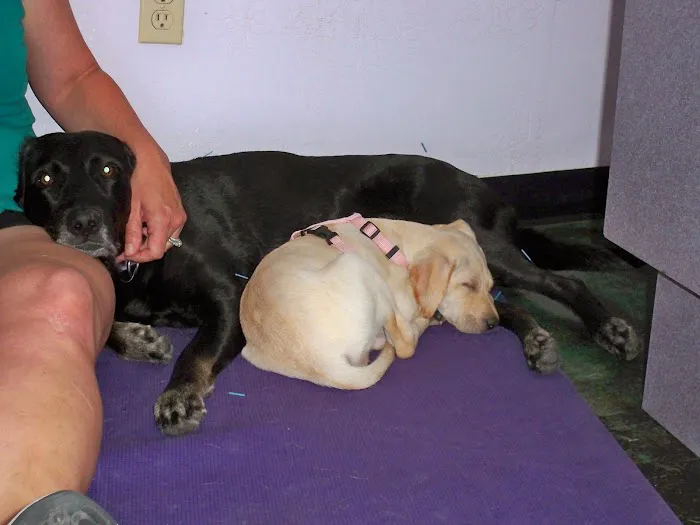 Animal Hospital At Tatum Ranch 6