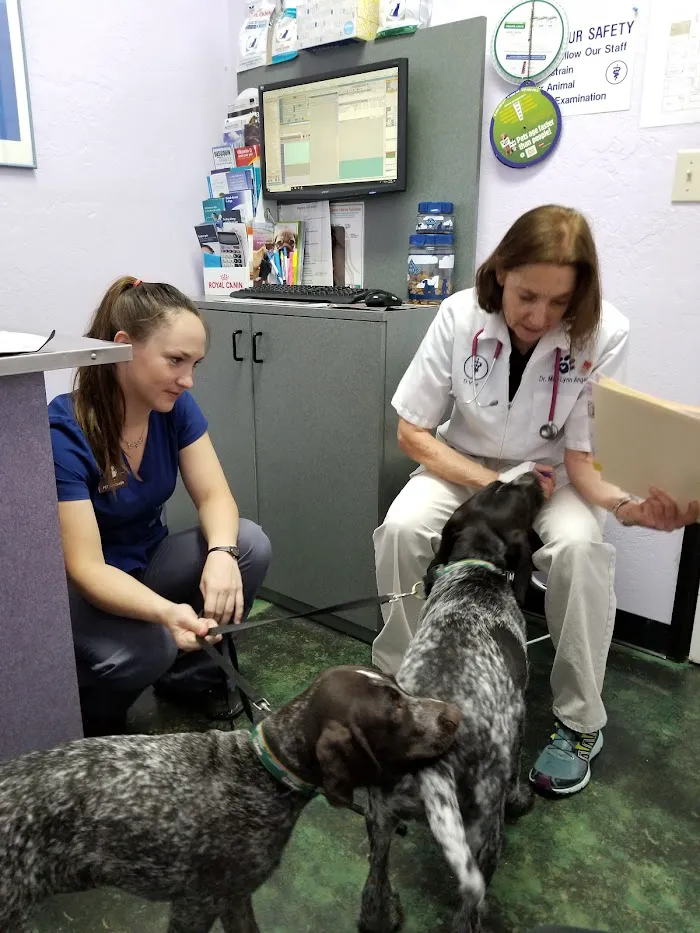 Animal Hospital At Tatum Ranch 1