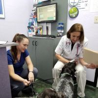 Animal Hospital At Tatum Ranch ico