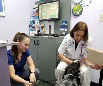 Animal Hospital At Tatum Ranch