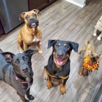 Banfield Pet Hospital ico