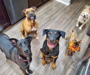 Banfield Pet Hospital