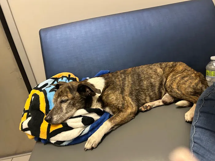 Desert Ridge Animal Hospital 2