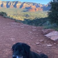 Desert Ridge Animal Hospital ico