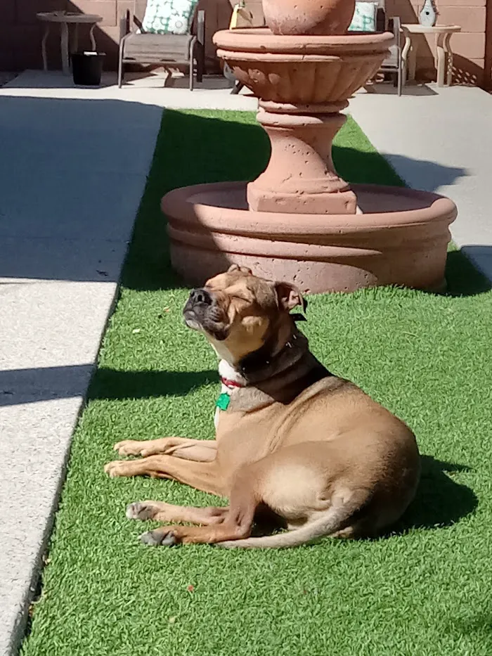 Banfield Pet Hospital 2