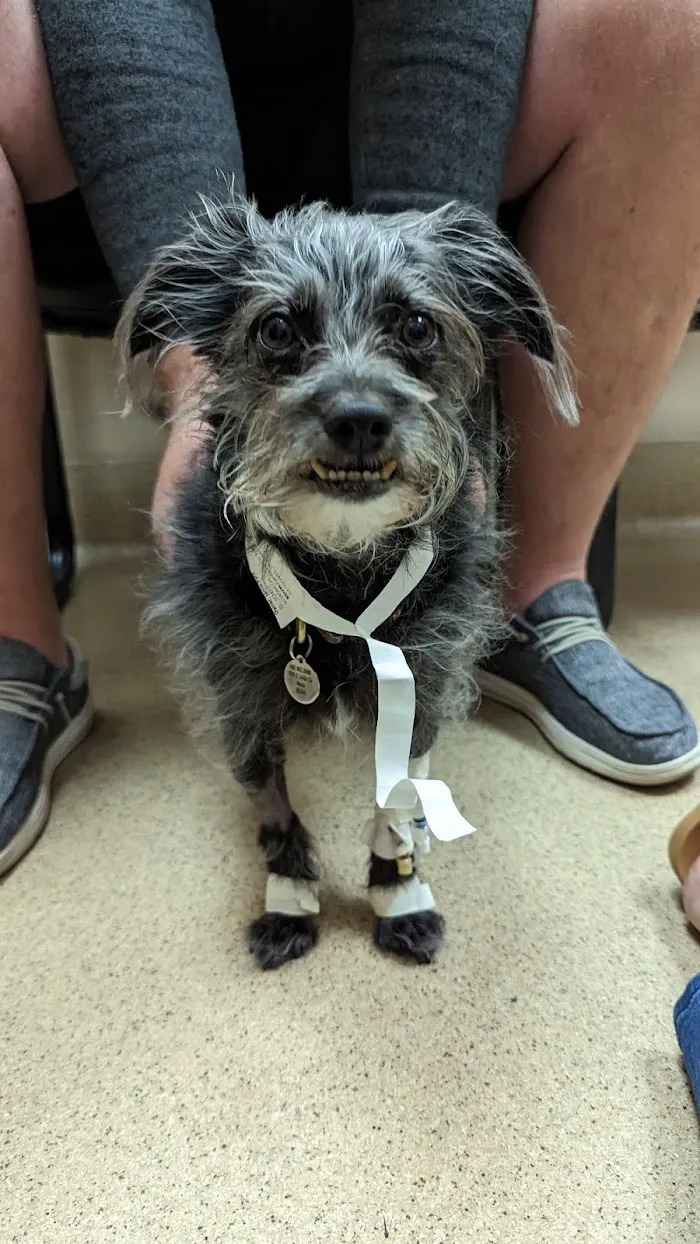 Desert Veterinary Medical Specialists 7