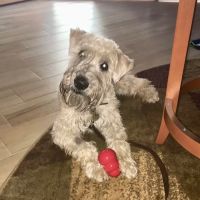 Desert Veterinary Medical Specialists ico