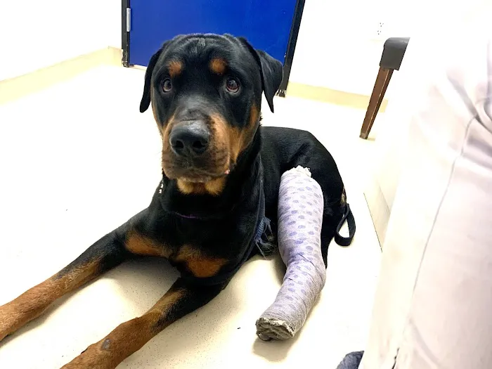 Dr Carr's Pet Repair 2