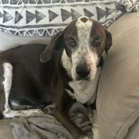 Dr Carr's Pet Repair ico