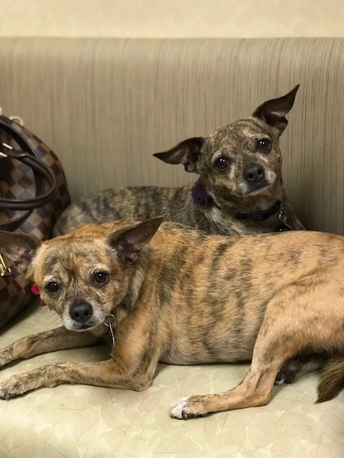 Higley Groves Animal Hospital 2